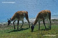 Guanachi 29-29-03